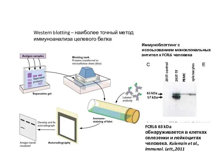 Western blotting – наиболее точный метод иммуноанализа целевого белка FCRL6 63 kDa обнаруживается