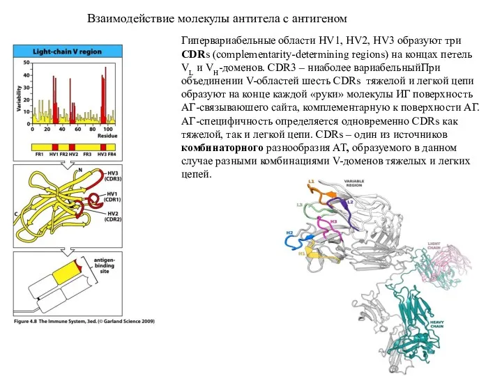 Взаимодействие молекулы антитела с антигеном Гипервариабельные области HV1, HV2, HV3 образуют три CDRs