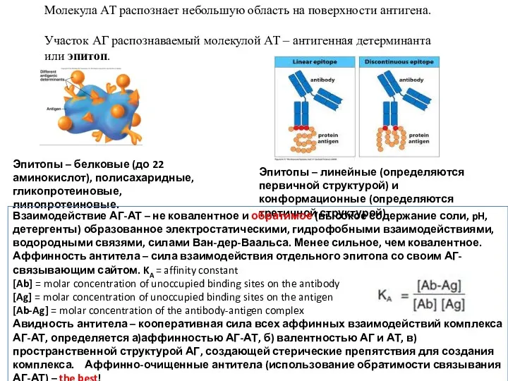 Молекула АТ распознает небольшую область на поверхности антигена. Участок АГ