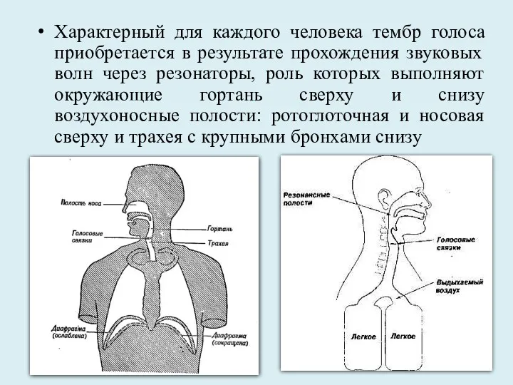 Характерный для каждого человека тембр голоса приобретается в результате прохождения