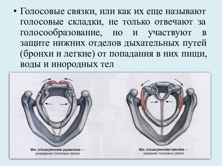 Голосовые связки, или как их еще называют голосовые складки, не