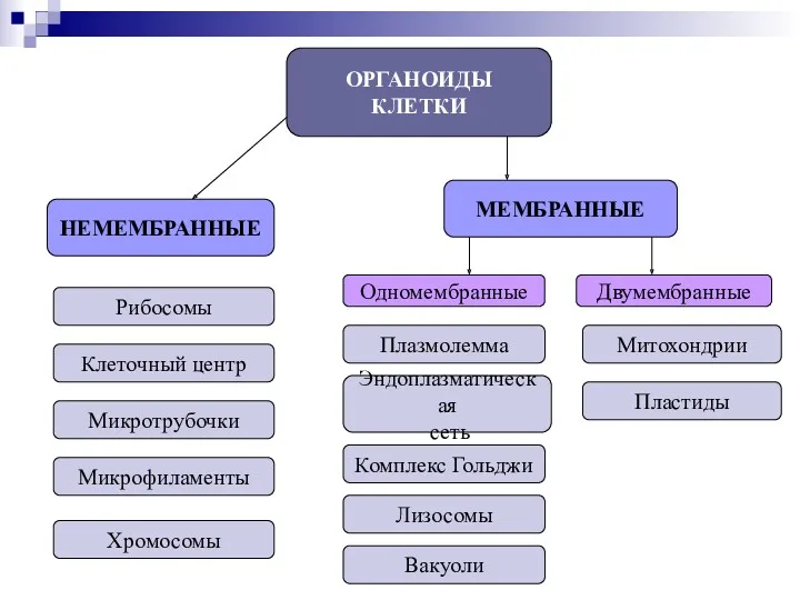 ОРГАНОИДЫ КЛЕТКИ НЕМЕМБРАННЫЕ МЕМБРАННЫЕ Одномембранные Двумембранные Рибосомы Клеточный центр Микротрубочки