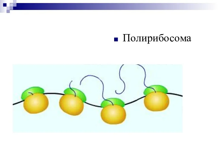 Полирибосома