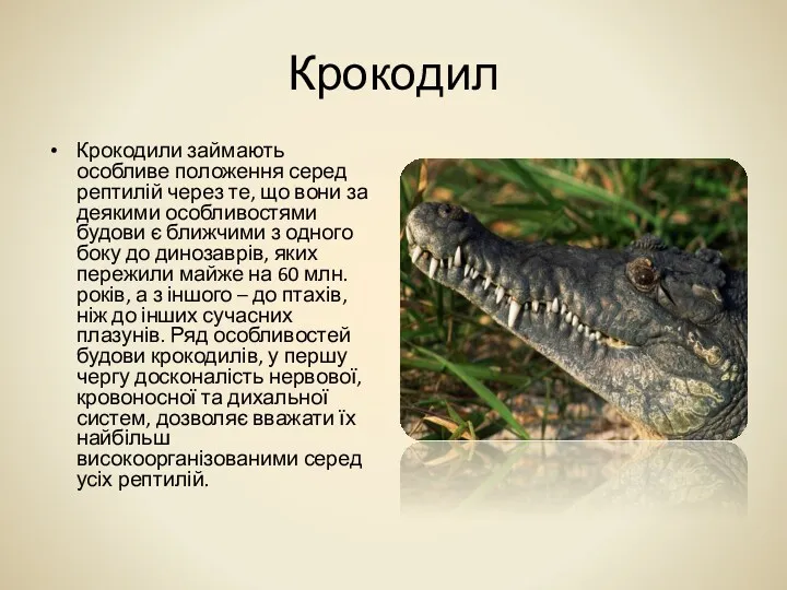 Крокодил Крокодили займають особливе положення серед рептилій через те, що