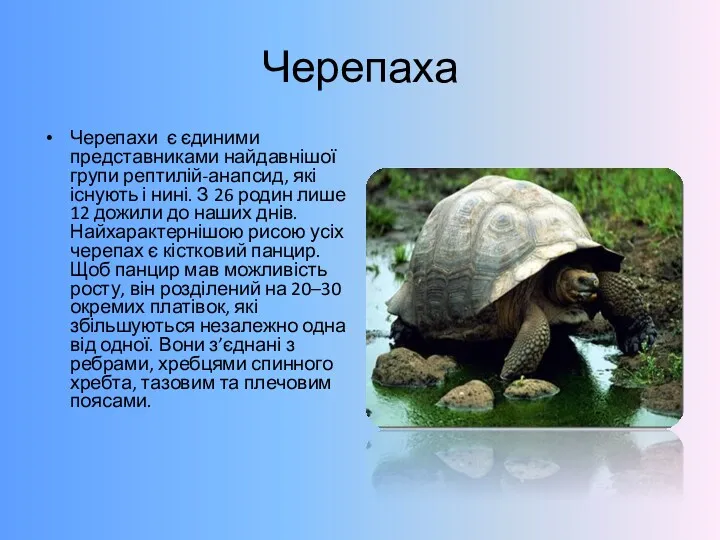 Черепаха Черепахи є єдиними представниками найдавнішої групи рептилій-анапсид, які існують