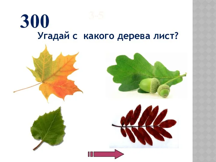 3-5 Угадай с какого дерева лист? 300