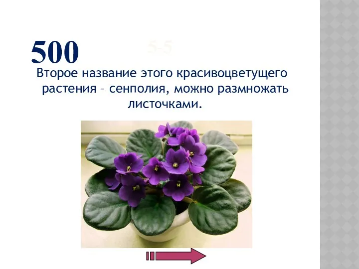 5-5 Второе название этого красивоцветущего растения – сенполия, можно размножать листочками. 500