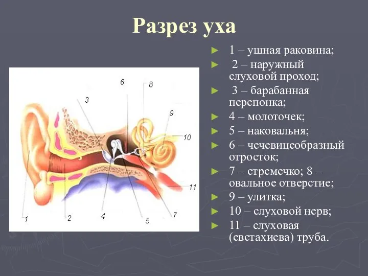 Разрез уха 1 – ушная раковина; 2 – наружный слуховой