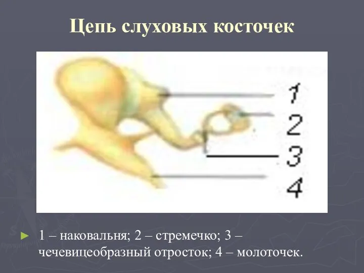 Цепь слуховых косточек 1 – наковальня; 2 – стремечко; 3 – чечевицеобразный отросток; 4 – молоточек.