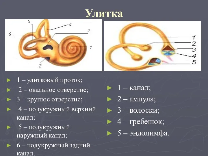 Улитка 1 – улитковый проток; 2 – овальное отверстие; 3