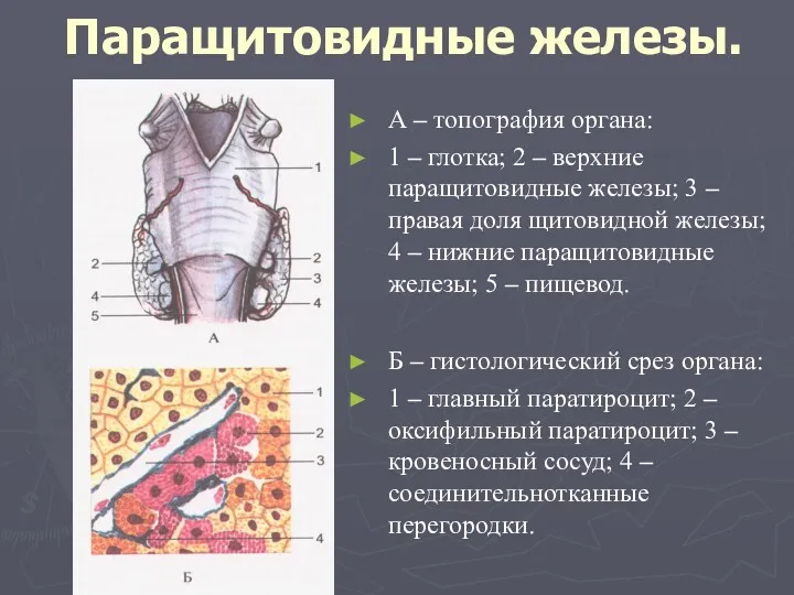 Паращитовидные железы. А – топография органа: 1 – глотка; 2