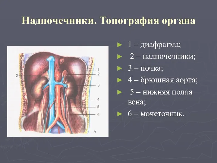 Надпочечники. Топография органа 1 – диафрагма; 2 – надпочечники; 3