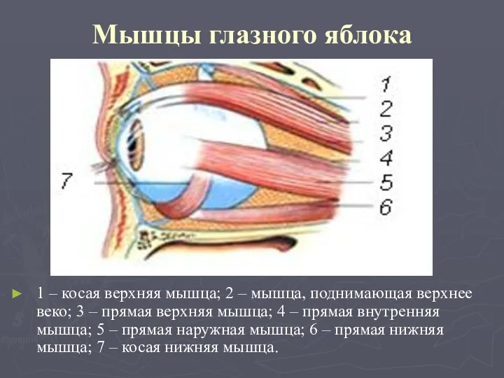 Мышцы глазного яблока 1 – косая верхняя мышца; 2 –