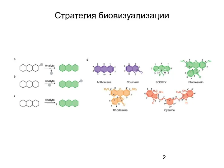 Стратегия биовизуализации