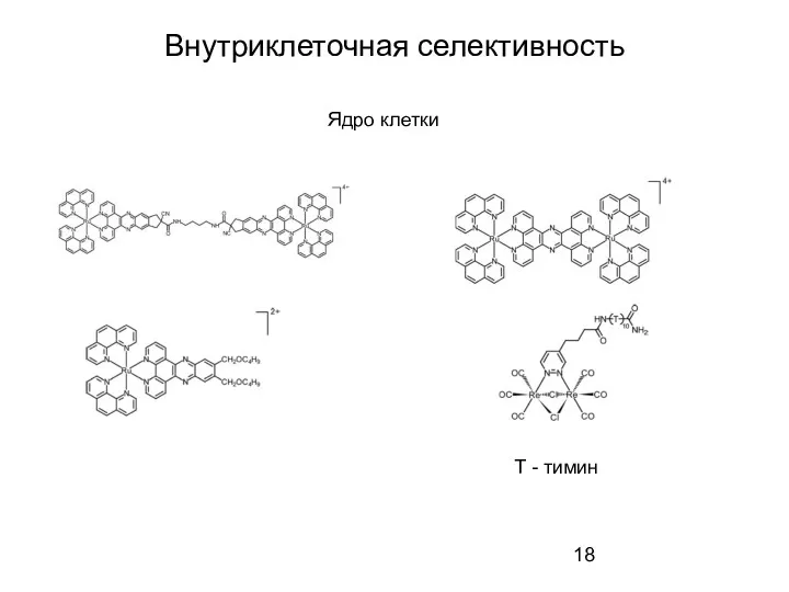 Внутриклеточная селективность Ядро клетки Т - тимин