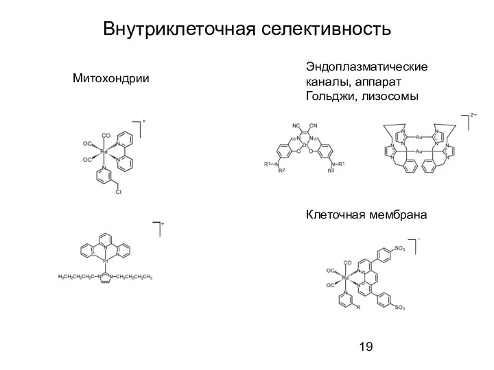 Внутриклеточная селективность Митохондрии Эндоплазматические каналы, аппарат Гольджи, лизосомы Клеточная мембрана