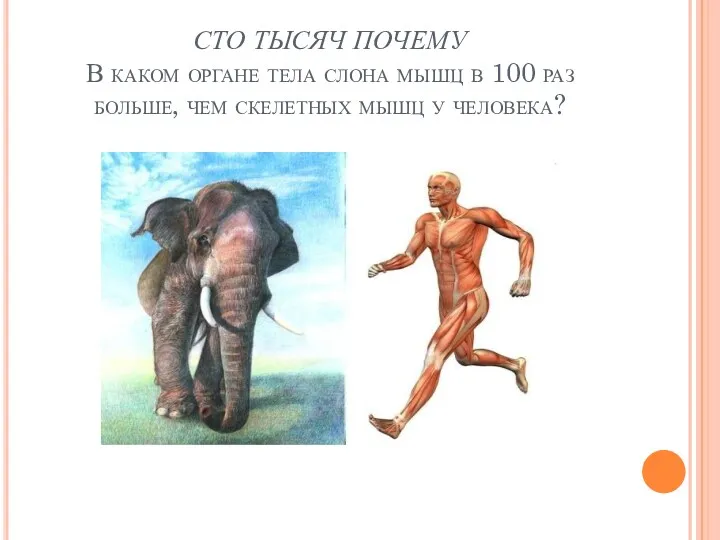 СТО ТЫСЯЧ ПОЧЕМУ В каком органе тела слона мышц в