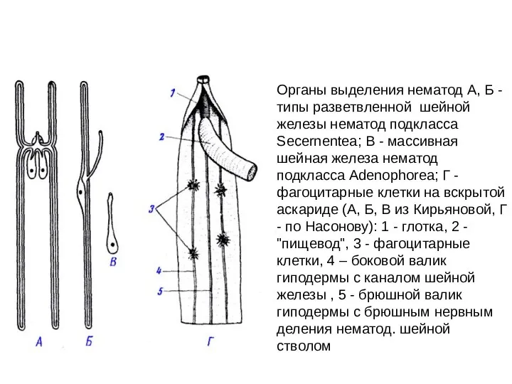 Органы выделения нематод А, Б - типы разветвленной шейной железы
