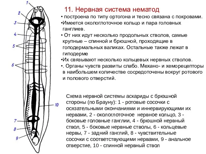 Схема нервной системы аскариды с брюшной стороны (по Брауну): 1