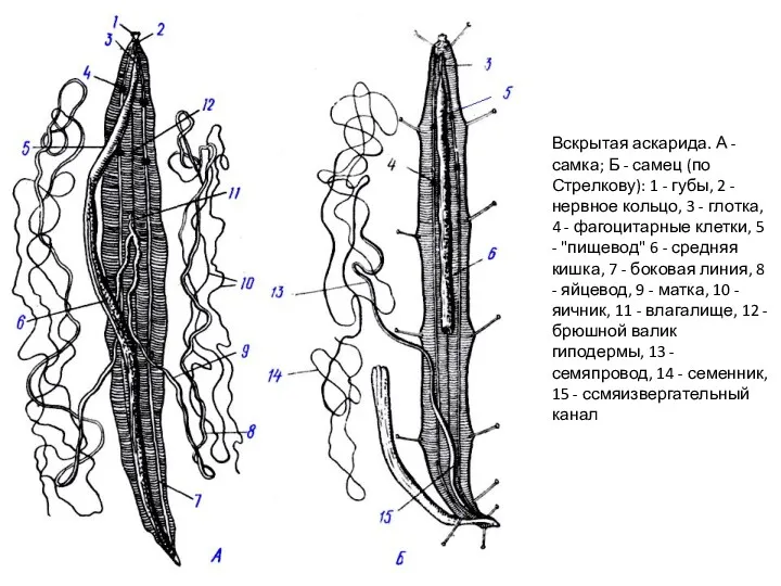 Вскрытая аскарида. А - самка; Б - самец (по Стрелкову):