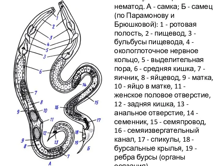 Схема организации нематод. А - самка; Б - самец (по