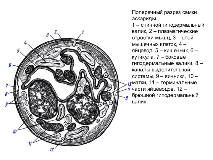 Поперечный разрез самки аскариды. 1 – спинной гиподермальный валик, 2