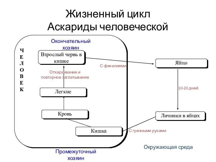 Ч Е Л О В Е К Яйцо Личинки в