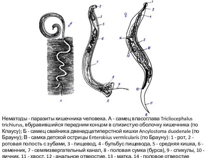 Нематоды - паразиты кишечника человека. А - самец власоглава Tricliocephalus