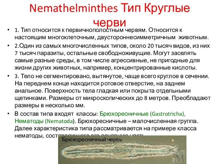 Nemathelminthes Тип Круглые черви 1. Тип относится к первичнополостным червям.