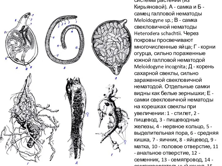 Нематоды - паразиты корневой системы растений (из Кирьяновой). А -