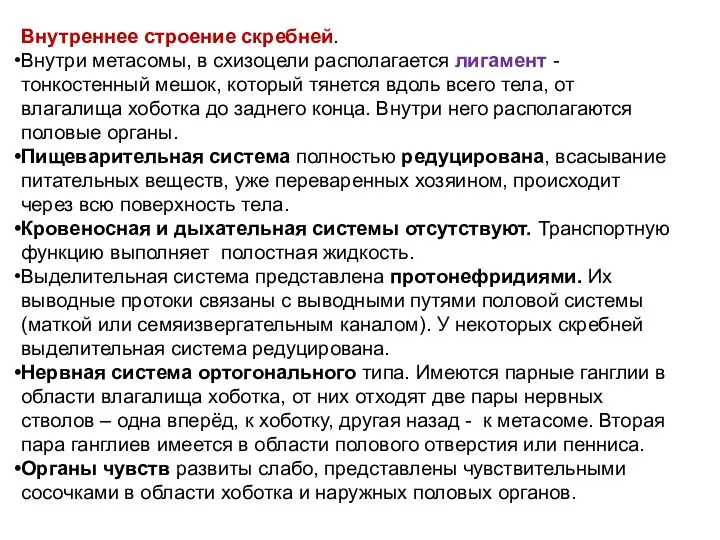 Внутреннее строение скребней. Внутри метасомы, в схизоцели располагается лигамент -