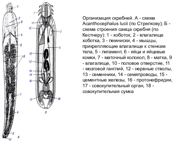 Организация скребней. А - схема Acanthocephalus lucii (по Стрелкову); Б