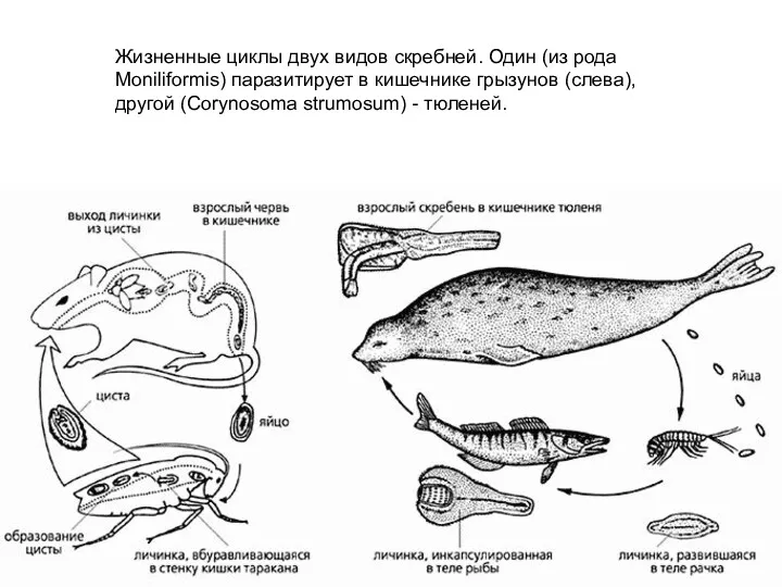 Жизненные циклы двух видов скребней. Один (из рода Moniliformis) паразитирует