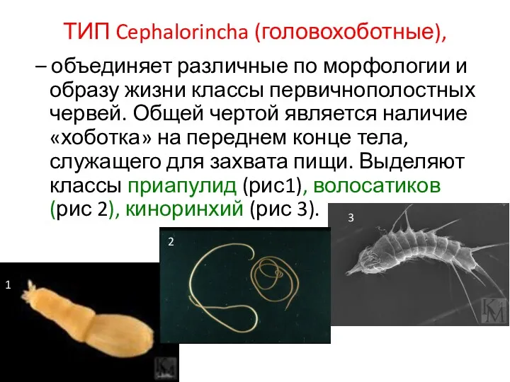 ТИП Cephalorincha (головохоботные), – объединяет различные по морфологии и образу