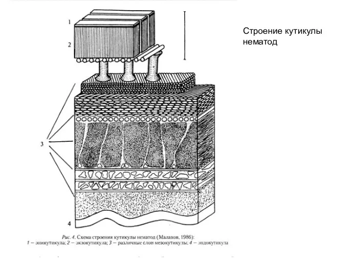 Строение кутикулы нематод