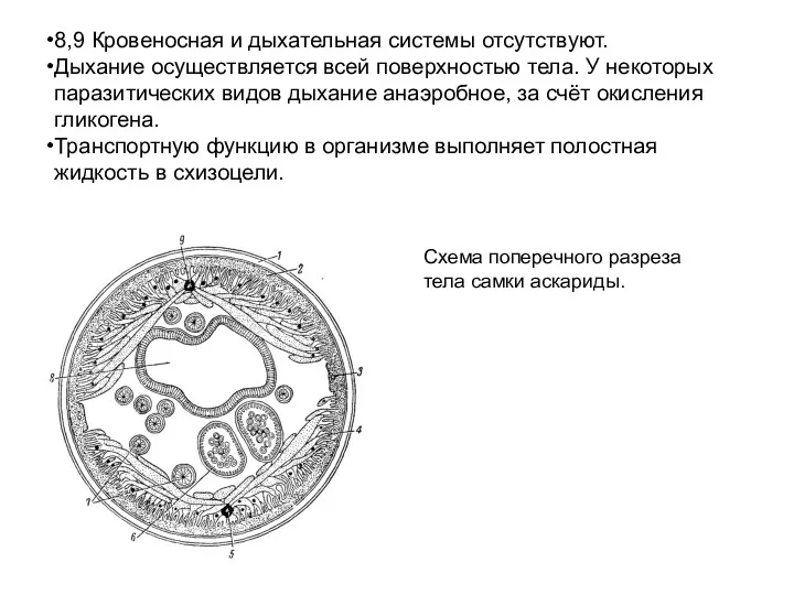 8,9 Кровеносная и дыхательная системы отсутствуют. Дыхание осуществляется всей поверхностью