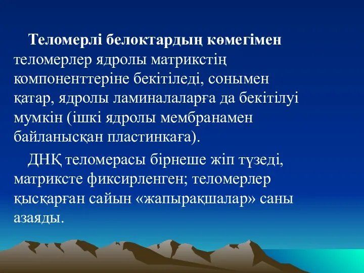 Теломерлі белоктардың көмегімен теломерлер ядролы матрикстің компоненттеріне бекітіледі, сонымен қатар,