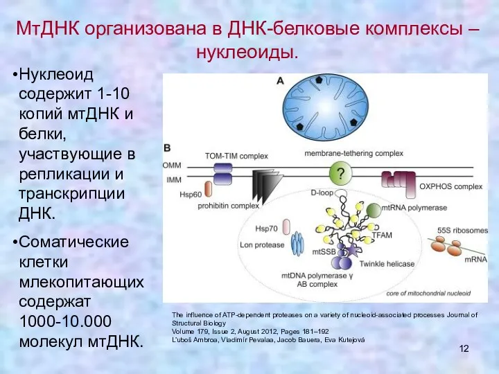 МтДНК организована в ДНК-белковые комплексы – нуклеоиды. Нуклеоид содержит 1-10