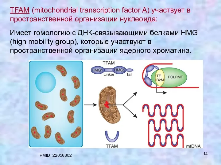 TFAM (mitochondrial transcription factor A) участвует в пространственной организации нуклеоида: