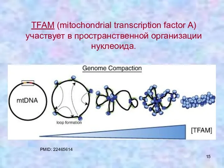 TFAM (mitochondrial transcription factor A) участвует в пространственной организации нуклеоида. PMID: 22465614