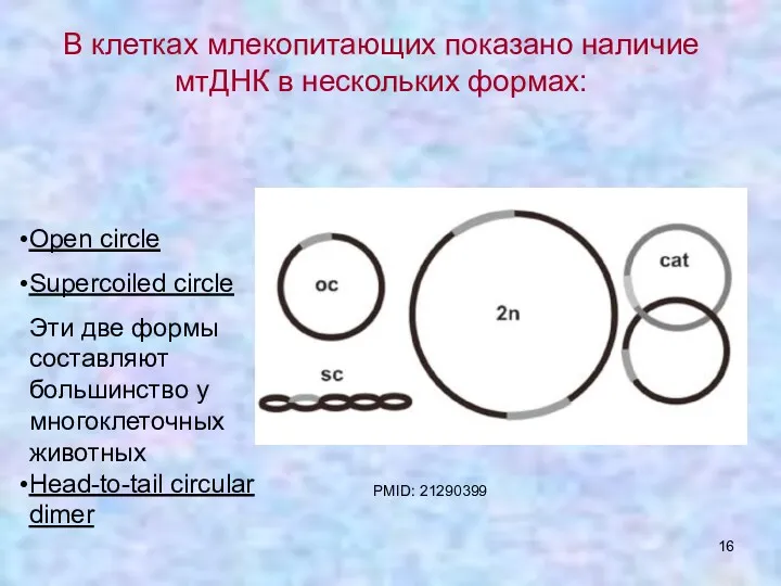 Open circle Supercoiled circle Эти две формы составляют большинство у