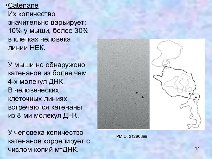 Catenane Их количество значительно варьирует: 10% у мыши, более 30%