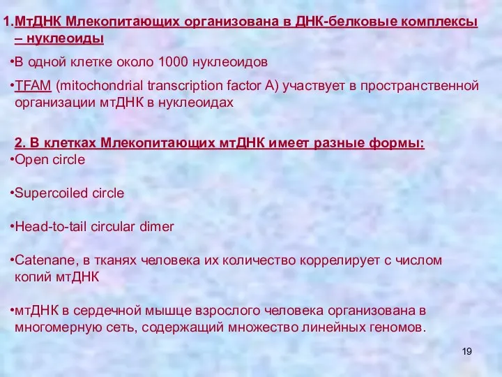 МтДНК Млекопитающих организована в ДНК-белковые комплексы – нуклеоиды В одной