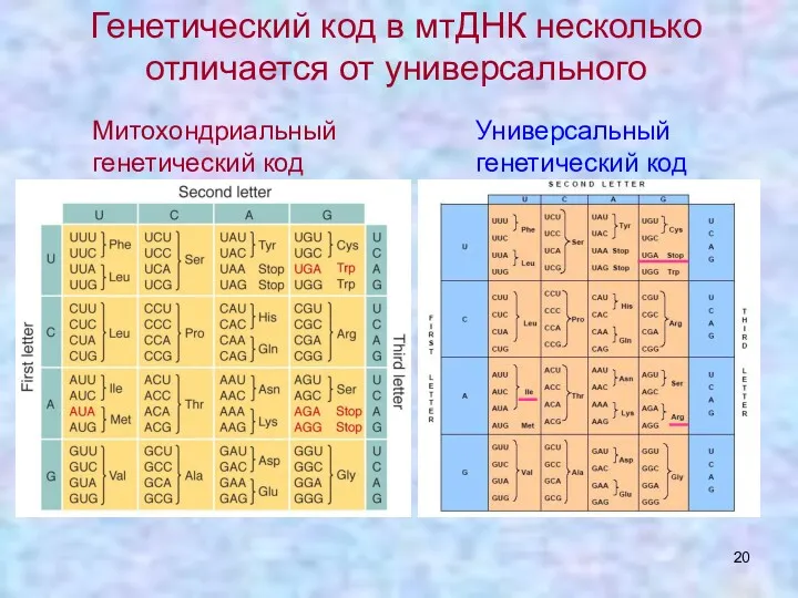 Генетический код в мтДНК несколько отличается от универсального