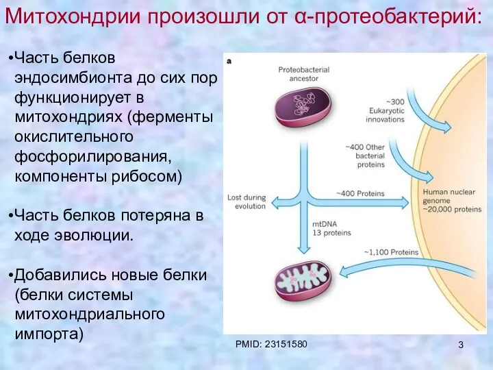 Часть белков эндосимбионта до сих пор функционирует в митохондриях (ферменты