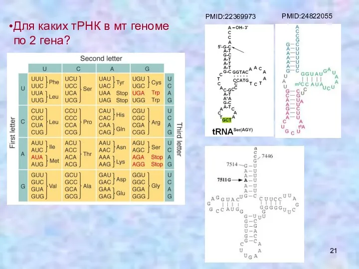 Для каких тРНК в мт геноме по 2 гена? PMID:22369973 PMID:24822055