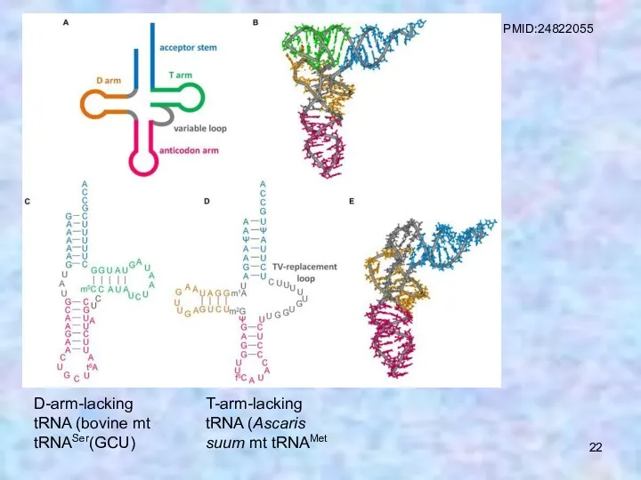 D-arm-lacking tRNA (bovine mt tRNASer(GCU) T-arm-lacking tRNA (Ascaris suum mt tRNAMet PMID:24822055