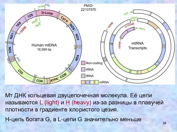 Мт ДНК кольцевая двуцепочечная молекула. Её цепи называются L (light)