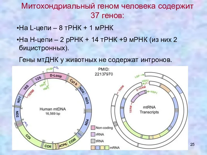 Митохондриальный геном человека содержит 37 генов: На L-цепи – 8