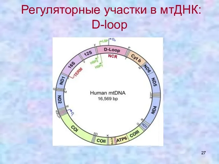 Регуляторные участки в мтДНК: D-loop